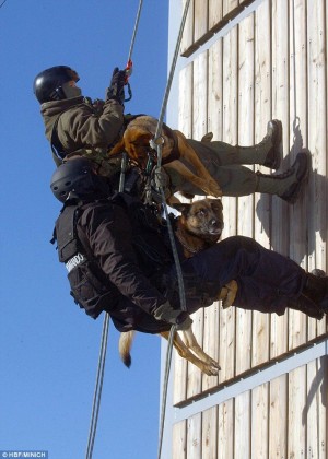2432CEC300000578 2882621 image a 24 1419174718005 300x420 Spanish SF soldiers and their dogs take part in tandem parachute freefall
