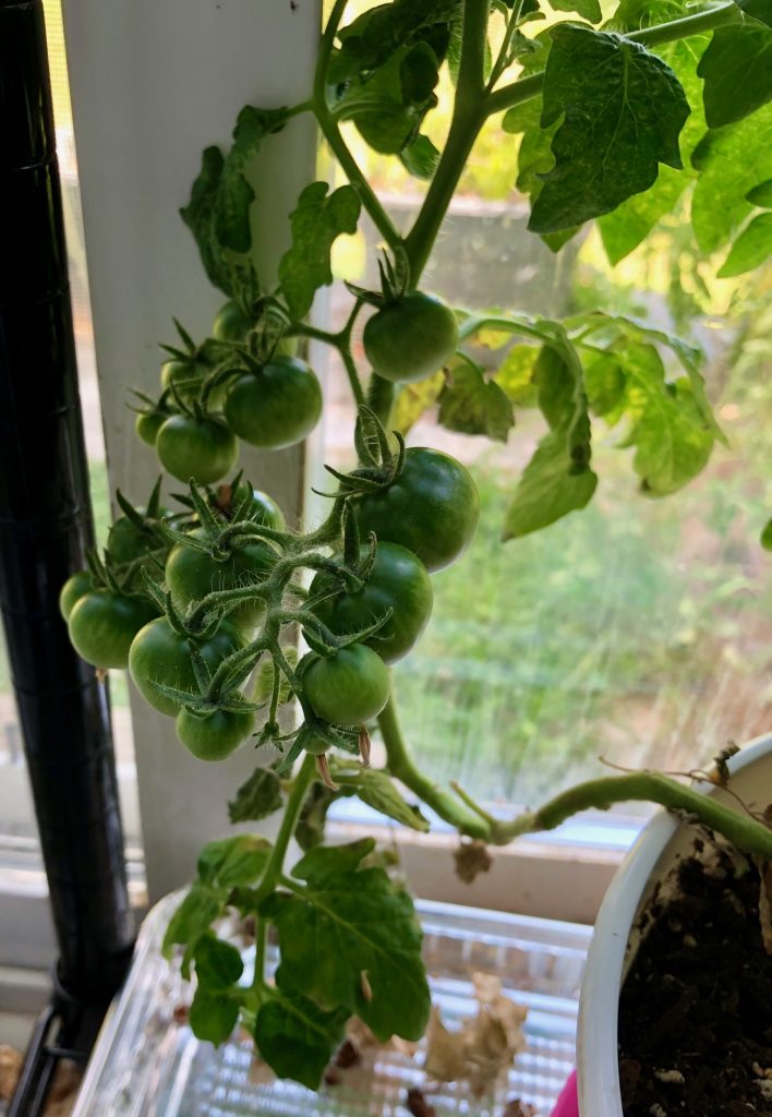 Survival gardening tomatoes