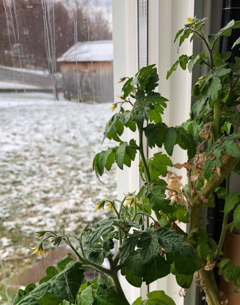 Tomato plants grown indoors