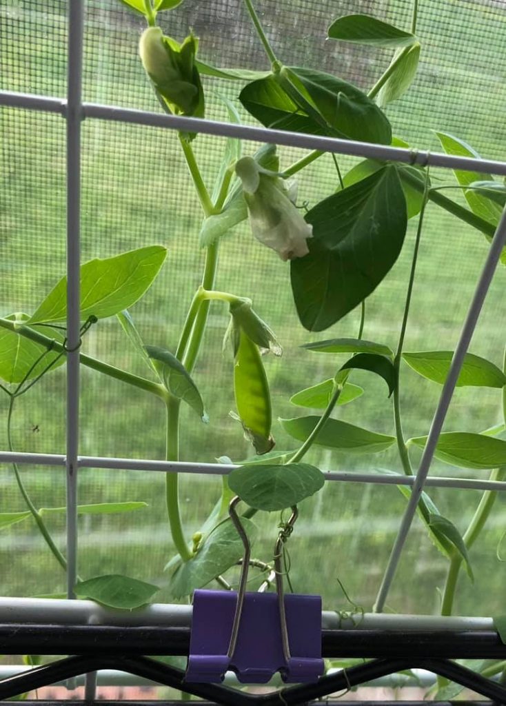 Indoor grown snap peas