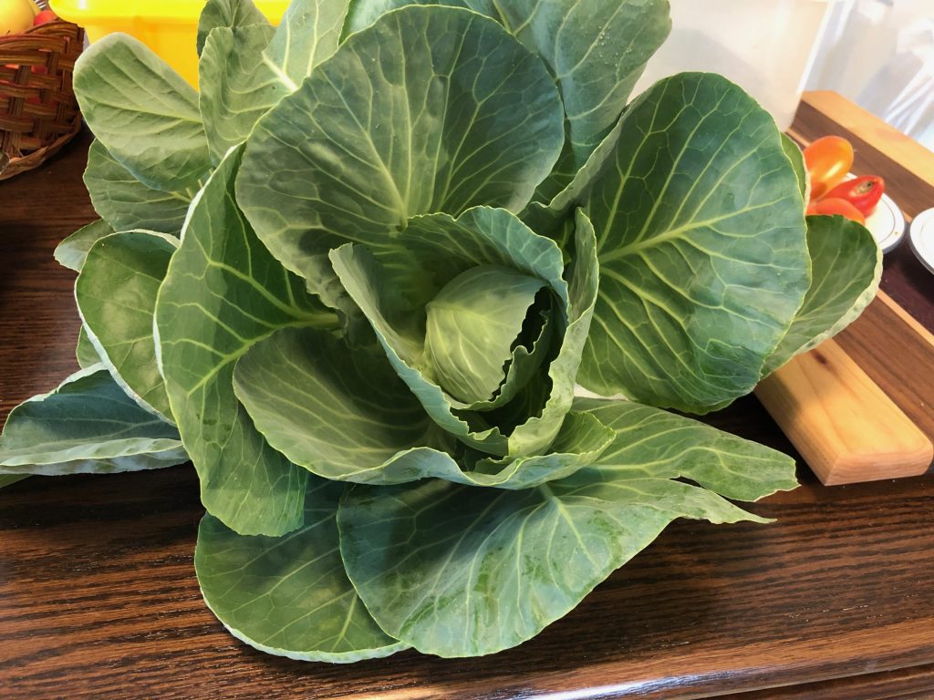 Cardboard grown cabbage