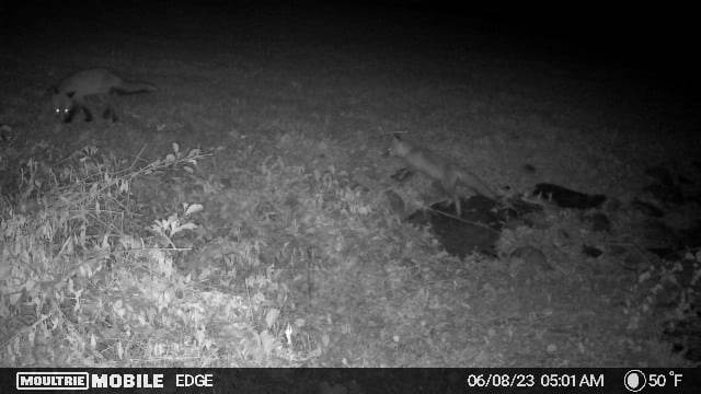 foxes at night on the camera