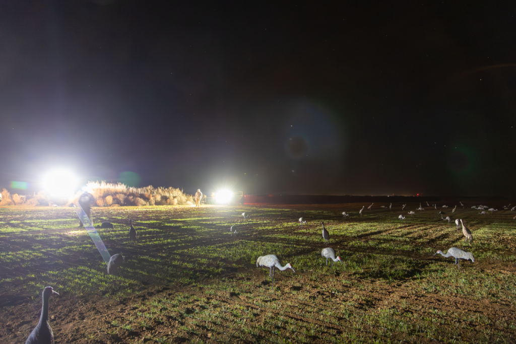 Sandhill Cranes