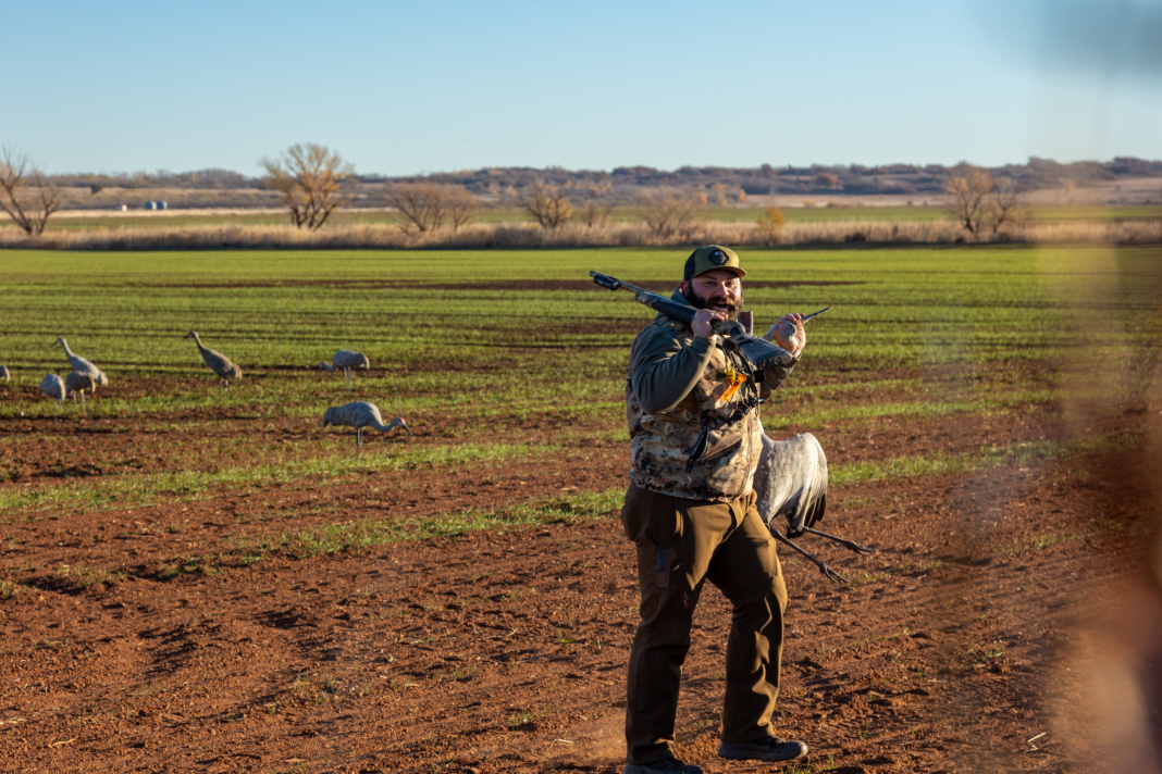 Sandhill Cranes Hunting