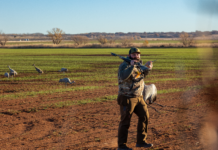 Sandhill Cranes Hunting