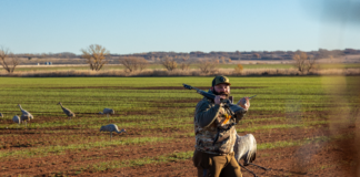 Sandhill Cranes Hunting