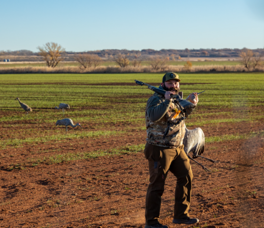 Sandhill Cranes Hunting