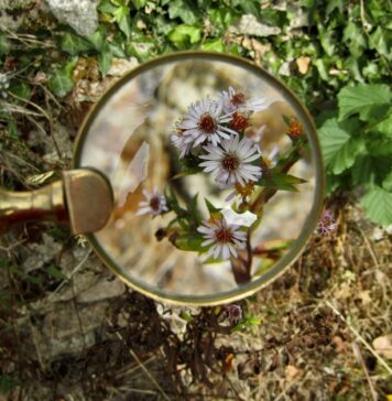 magnifying glass