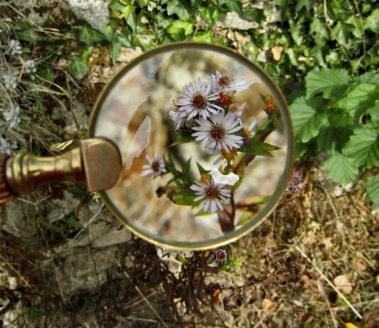 magnifying glass