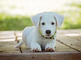 Pet Bug Out