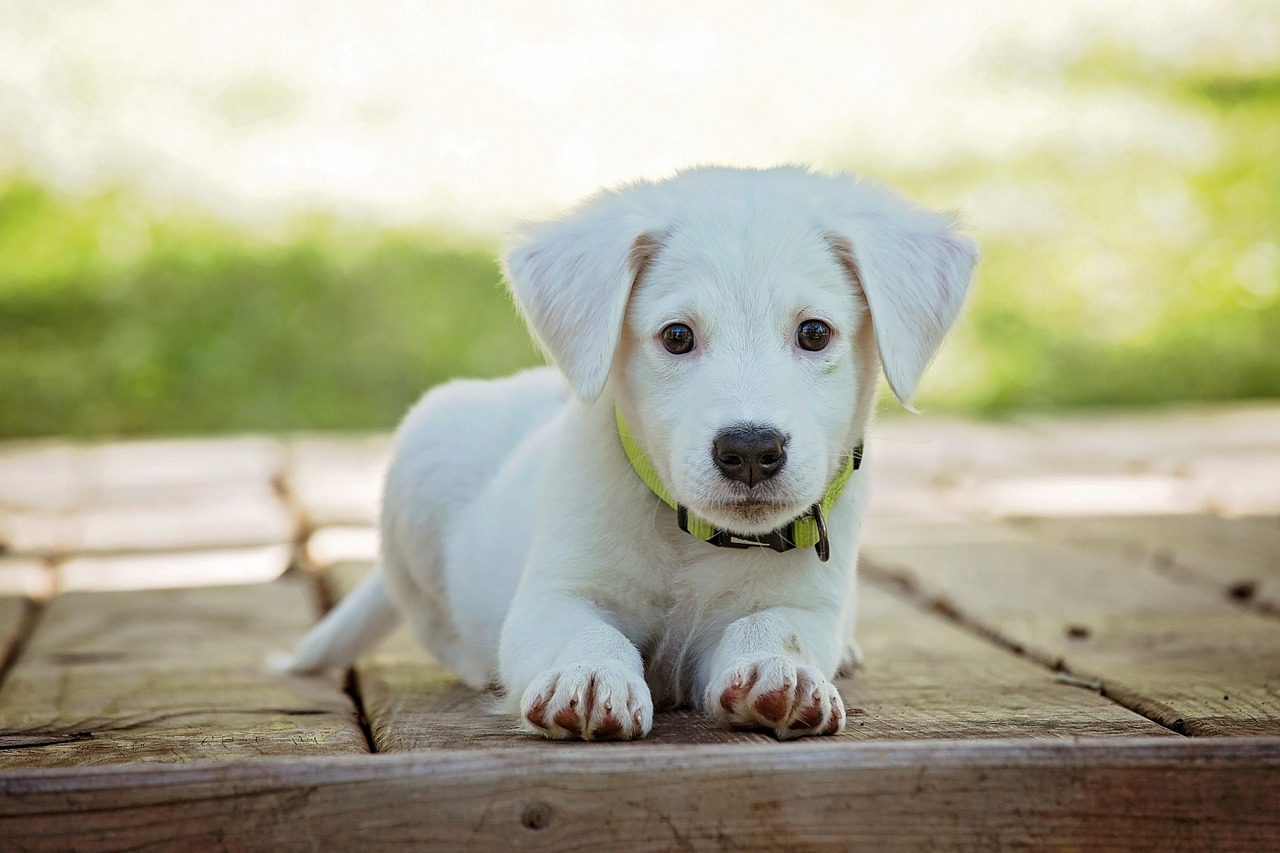 Take Them With You – Handling the Pet Bug Out Problem