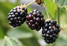 Edible landscaping