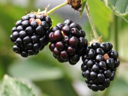 Edible landscaping