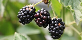 Edible landscaping