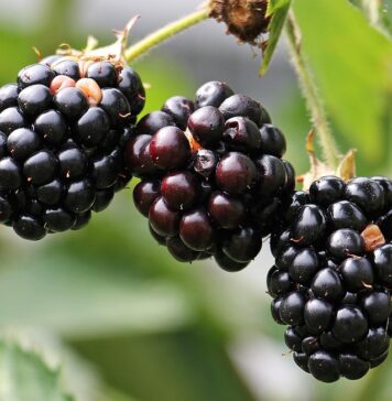 Edible landscaping