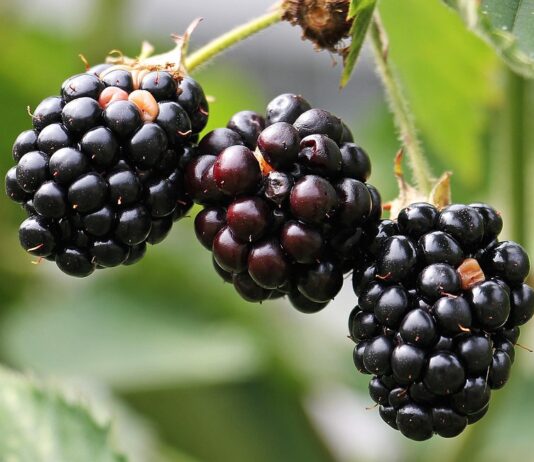 Edible landscaping