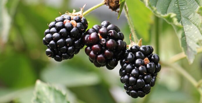 Edible landscaping