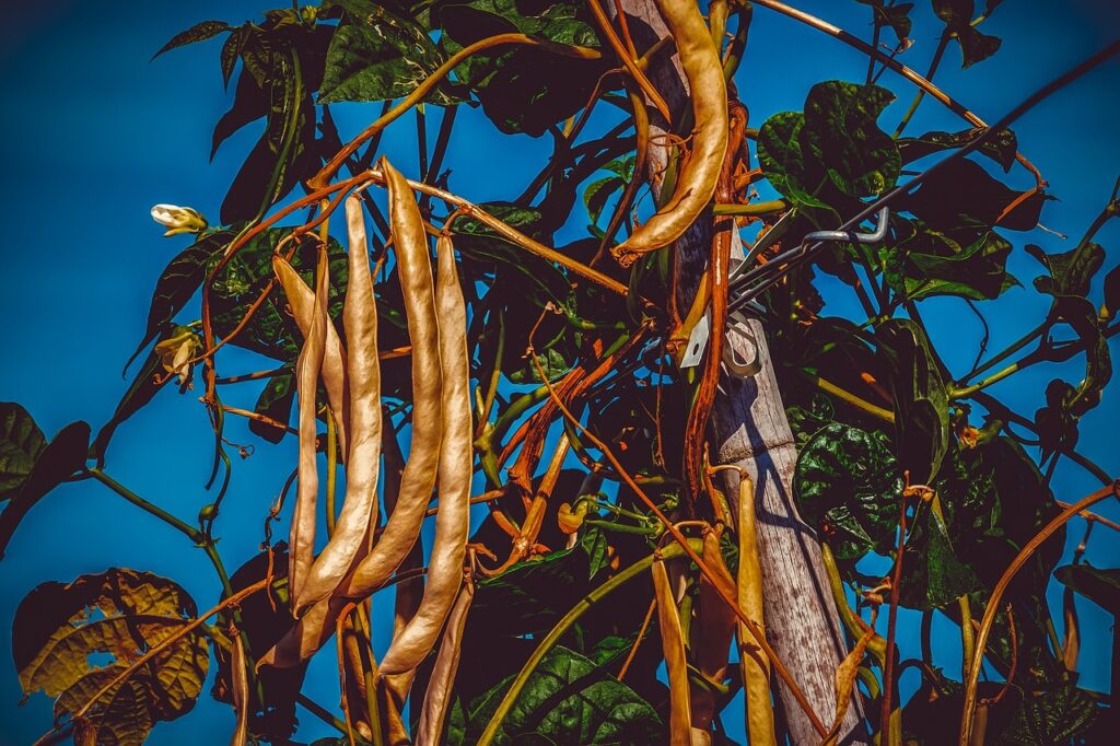 Edible landscaping - beans