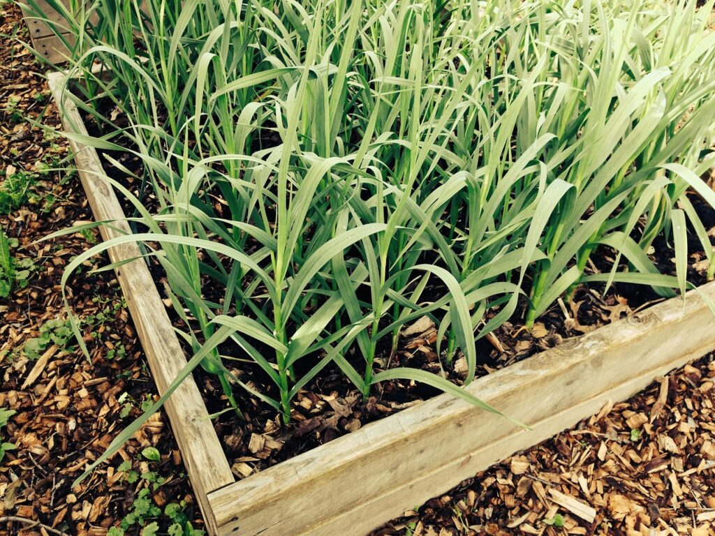Growing Garlic - leaves