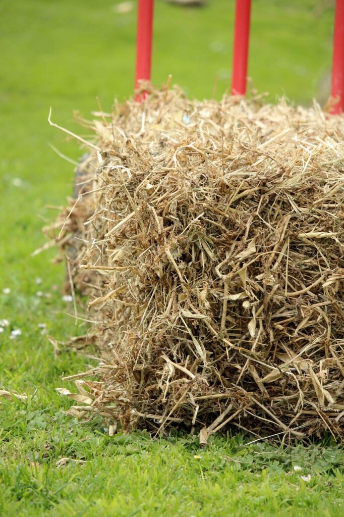 Growing Garlic - mulch