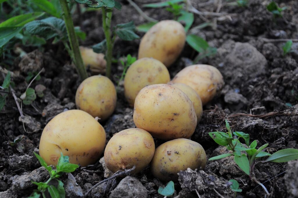 Edible landscaping - potatoes
